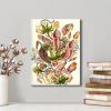 imageWieco Art Ernst Haeckel Poster Print Discomedusae Canvas Wall Art Haeckel Aquatic Art Marine Life Nature Animal Prints for Wall and Home Office DecorationsLight Brown
