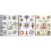 imageWieco Art 3 Piece Ernst Haeckel Poster Various Medusa Canvas Wall Art Haeckel Vintage Various Biology Art Print Poster for kids Wall and Home Office Decorations