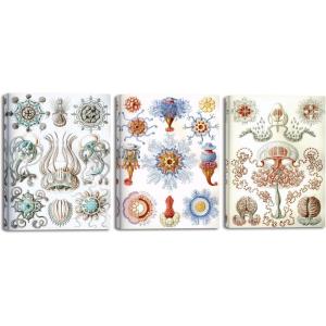 imageWieco Art 3 Piece Ernst Haeckel Poster Various Medusa Canvas Wall Art Haeckel Vintage Various Biology Art Print Poster for kids Wall and Home Office Decorations