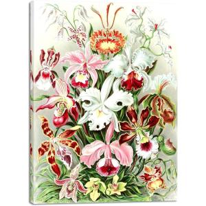 imageWieco Art Ernst Haeckel Poster Print Discomedusae Canvas Wall Art Haeckel Aquatic Art Marine Life Nature Animal Prints for Wall and Home Office DecorationsPink and White