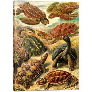 imageWieco Art Ernst Haeckel Poster Print Discomedusae Canvas Wall Art Haeckel Aquatic Art Marine Life Nature Animal Prints for Wall and Home Office Decorationsbrown
