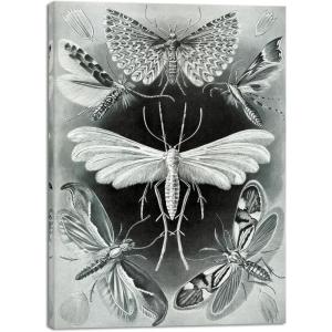imageWieco Art Ernst Haeckel Poster Print Discomedusae Canvas Wall Art Haeckel Aquatic Art Marine Life Nature Animal Prints for Wall and Home Office Decorationsblack and white