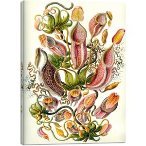imageWieco Art Ernst Haeckel Poster Print Discomedusae Canvas Wall Art Haeckel Aquatic Art Marine Life Nature Animal Prints for Wall and Home Office DecorationsLight Brown
