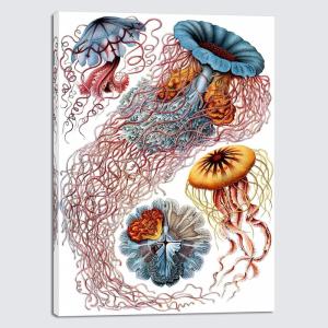 imageWieco Art Ernst Haeckel Poster Print Discomedusae Canvas Wall Art Haeckel Aquatic Art Marine Life Nature Animal Prints for Wall and Home Office DecorationsPink