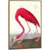 image:imageWieco Art Framed Canvas Print Wall Art American flamingo by John James Audubon The Birds of America Reproductions Art Print for Living Room Bedroom Home Kitchen Decorations FAUDUBON00016090NW29