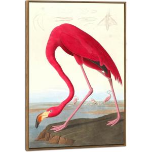 image:imageWieco Art Framed Canvas Print Wall Art American flamingo by John James Audubon The Birds of America Reproductions Art Print for Living Room Bedroom Home Kitchen Decorations FAUDUBON00016090NW29